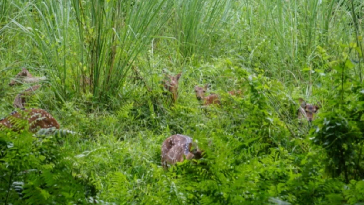 Chitwan National Park wildlife and forest